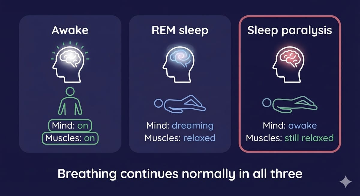 Three-panel diagram comparing being awake, REM sleep and sleep paralysis by mind and muscle state
